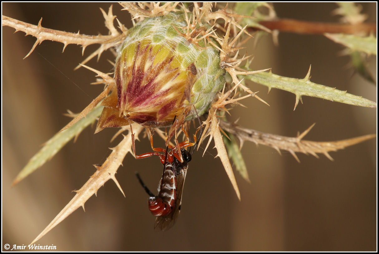 Ichneumonidae d''Israele:  Exeristes sp.